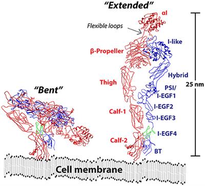 Structural Immunology of Complement Receptors 3 and 4